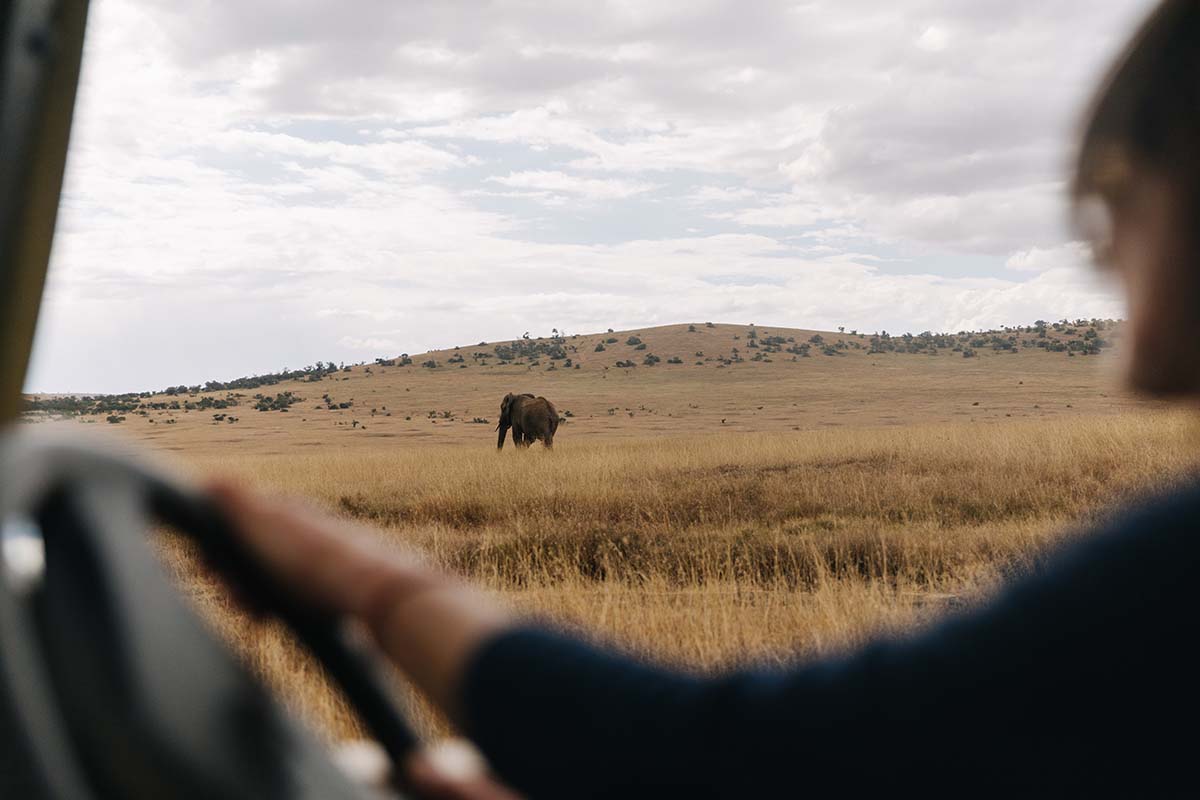 Elephant and Safari - Kenya