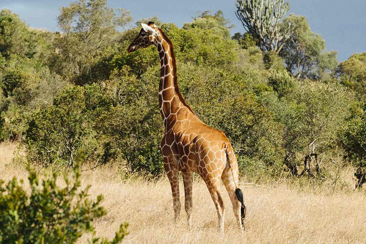Giraffe and safari - Kenya