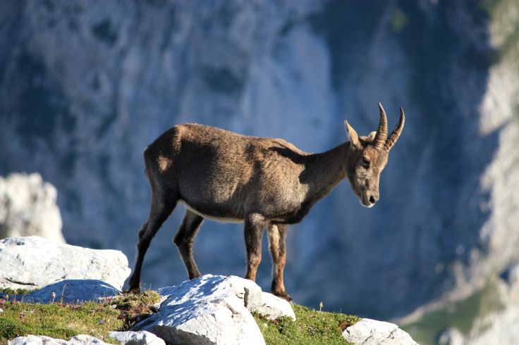 Chamois in Bled - Slovenia