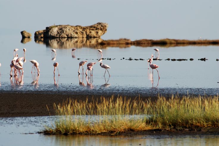 Flamingos on Lake Natron - Tanzania