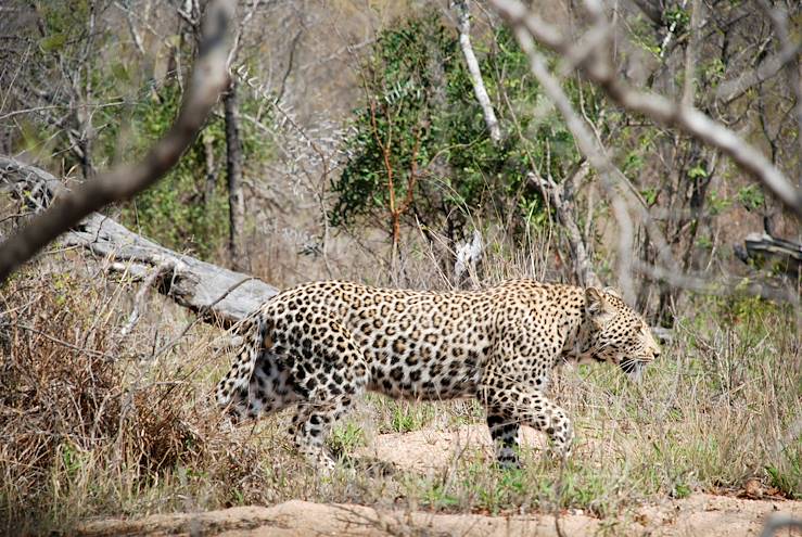 Sabi Sand Reserve - Mpumalanga - South Africa