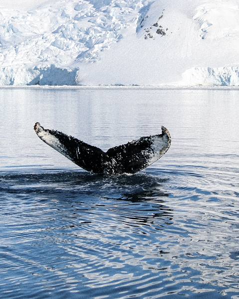 One Country Torres del Paine National Park,Chile,Southern Patagonia,Antarctica