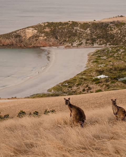 One Country Australia – Sydney – Kangaroo Island – Barossa Valley – Wilpena Pound – Adelaide