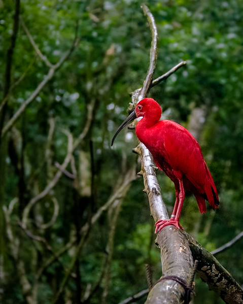 One Country Brazil – Fortaleza – Prea – Barra Grande – Atins – Sao Luis – The Amazon – Brasilia – Jatai – Salvador – Lencois – The Pantanal