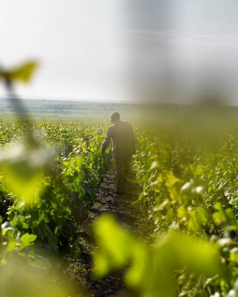 One Country France - Burgundy - Champagne