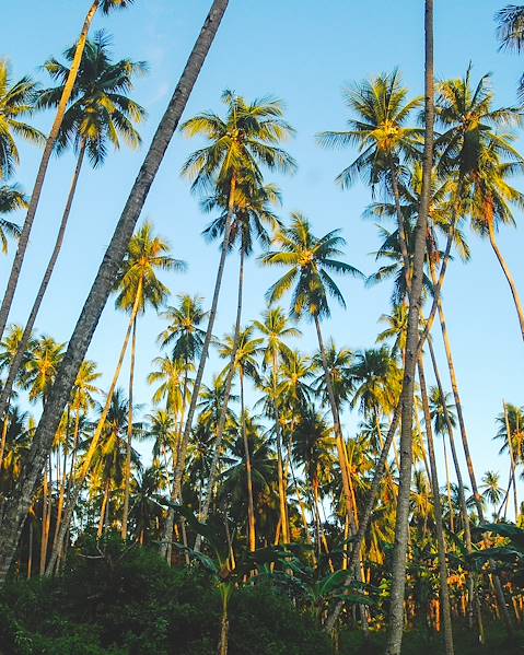 One Country Indonesia - Sulawesi - Toraja Country - Manado - Rantepao