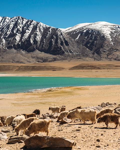 One Country India – Ladakh – Nimmu – Changtang – Puga – Nubra Valley – Leh