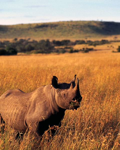 One Country Nairobi - The Masai Mara - Laikipia