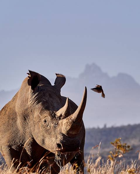 One Country Kenya – Samburu – Meru & the North –The Maasai Mara