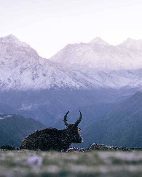 One Country Nepal – Patan – Bandipur – Annapurna – Pokhara – Gorkha – Kathmandu