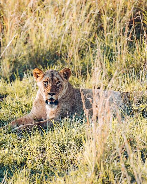 One Country Rwanda – Kigali – Akagera National Park – Volcanoes National Park – Lake Kivu