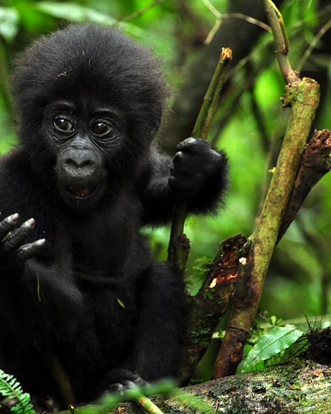 One Country Rwanda – Volcanoes National Park – Kigali