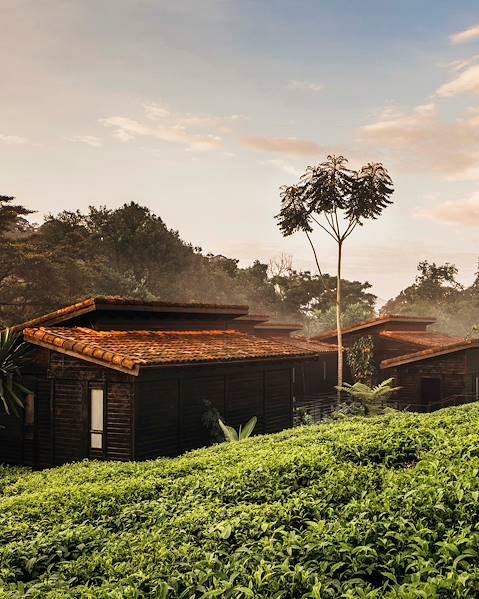Itinerary RWANDA - KIGALI - NYUNGWE FOREST - VOLCANO NATIONAL PARK