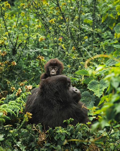 One Country Rwanda – Kigali – Akagera National Park – Volcanoes National Park – Lake Kivu