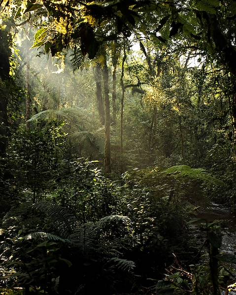 One Country Uganda – Tanzania – Bwindi Impenetrable Forest – Ngorongoro Crater – Tarangire National Park – Zanzibar