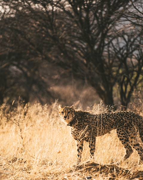 One Country Arusha - Tarangire - Ngorongoro - Olduvai - Serengeti