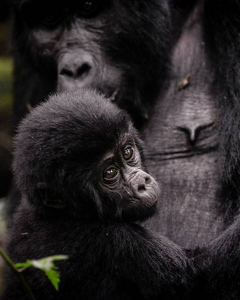 One Country Uganda - Murchison Falls - Kibale - Queen Elizabeth - Bwindi - Lake Mburo