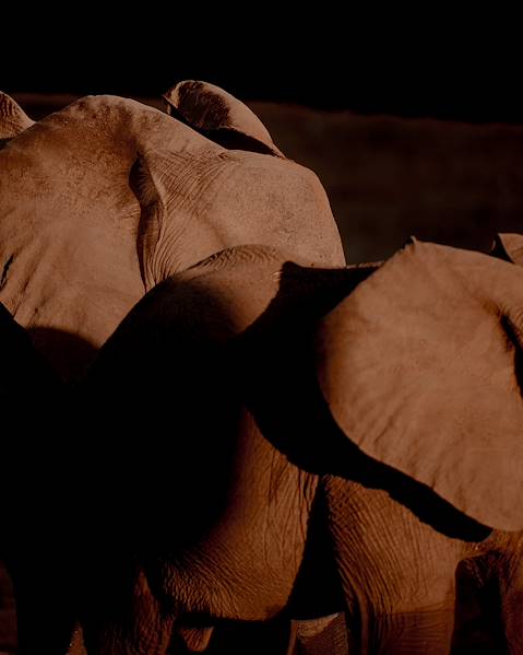 One Country Zambia – South Luangwa National Park – Kafue National Park – Lower Zambezi National Park – Victoria Falls